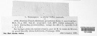 Hyalopeziza millepunctata image